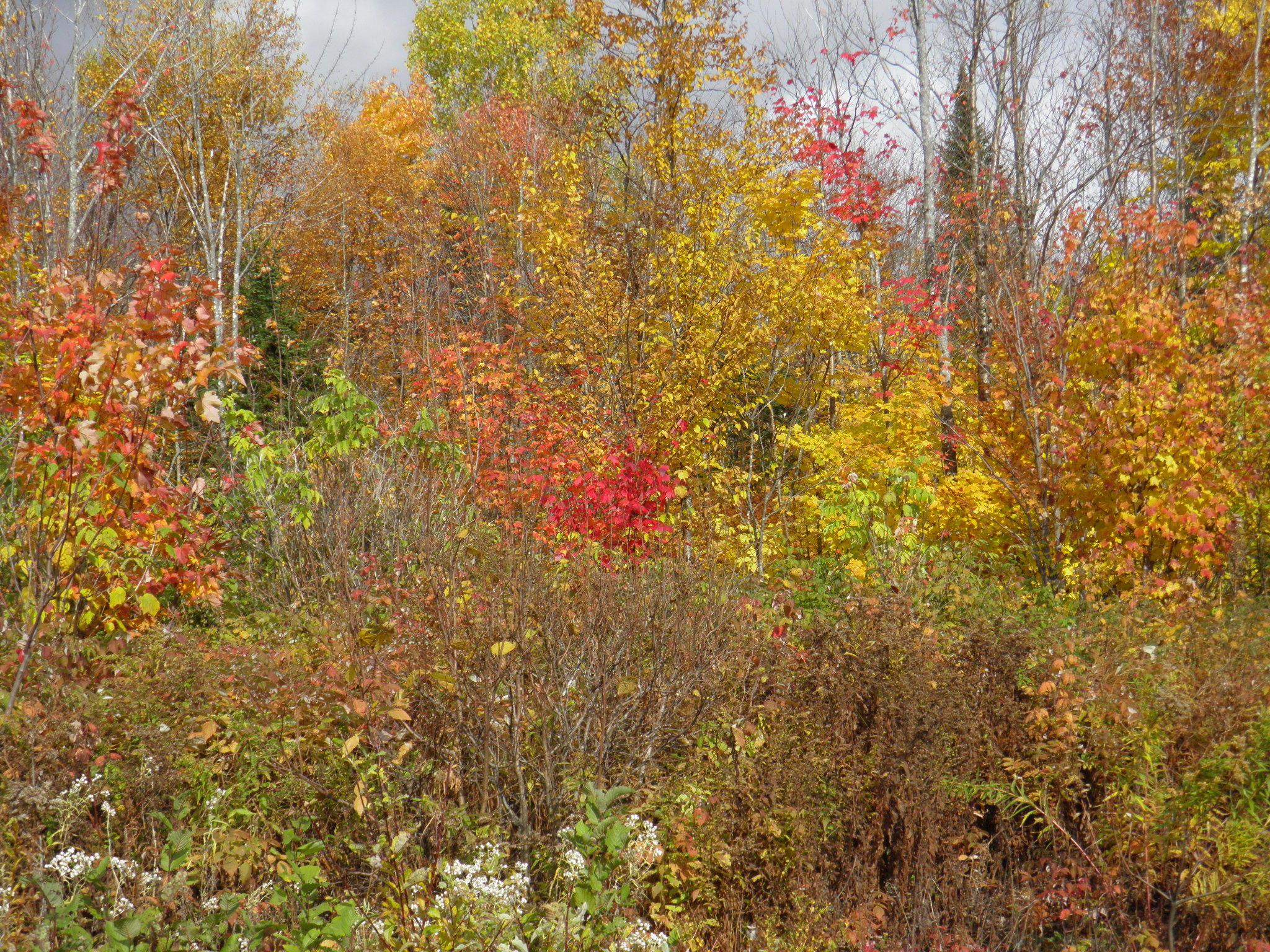 Lot 24 Currie Rd Mount Mount Chase, ME 04765 - Photo 23 of 24 PA130703