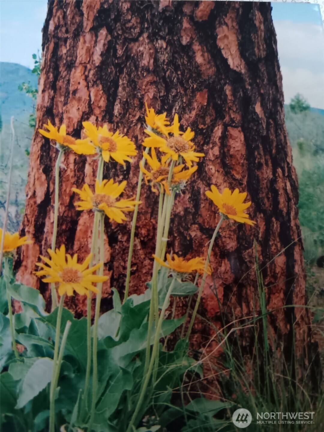 817 Bill Shaw Road Pateros, WA 98846 - Photo 28 of 28 view of an outdoor space