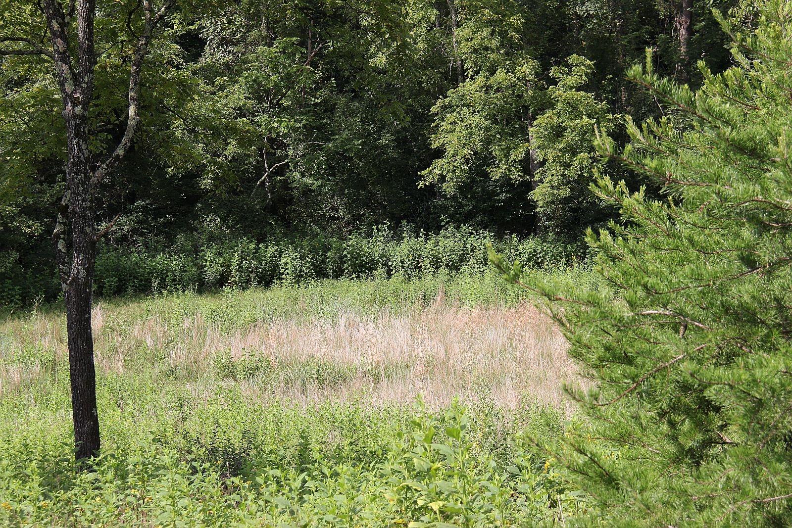 0 Riley Run Road Forest, VA 24551 - Photo 8 of 20 IMG_0571