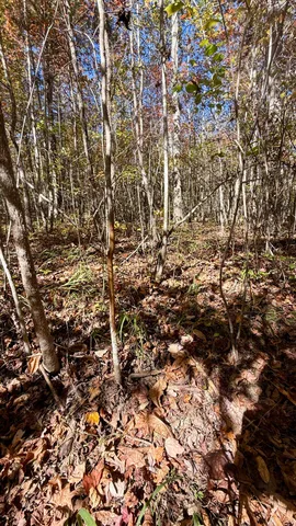 $105,125 | 0 Owl Hollow Road, Unit LOT6, Palmer, TN 37365