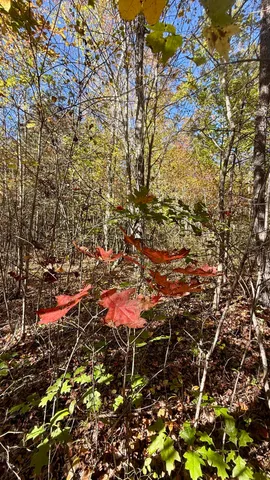 $105,125 | 0 Owl Hollow Road, Unit LOT6, Palmer, TN 37365