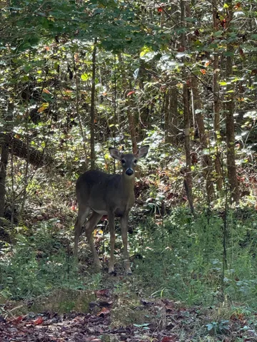 $105,125 | 0 Owl Hollow Road, Unit LOT6, Palmer, TN 37365