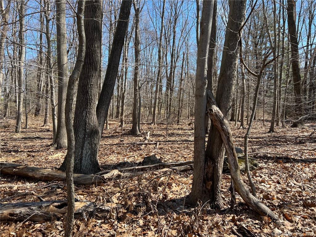 321 Wilton Road West Ridgefield, CT 06877 - Photo 1 of 1 Beautiful level lot in southwest Ridgefield