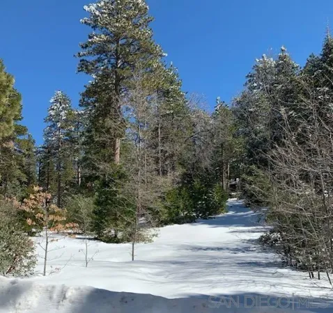 a view of a forest with a mountain in the background
