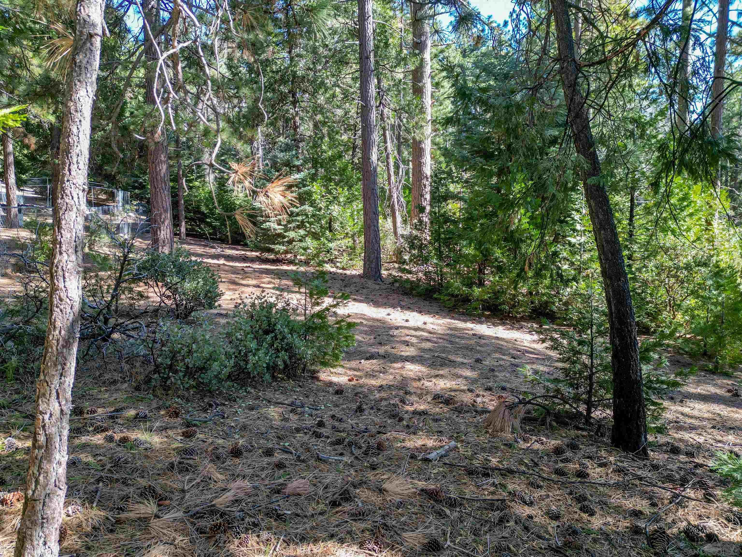 0 Laurel Trail, Unit LOT 7 Idyllwild, CA 92549 - Photo 5 of 13 a view of a forest filled with trees