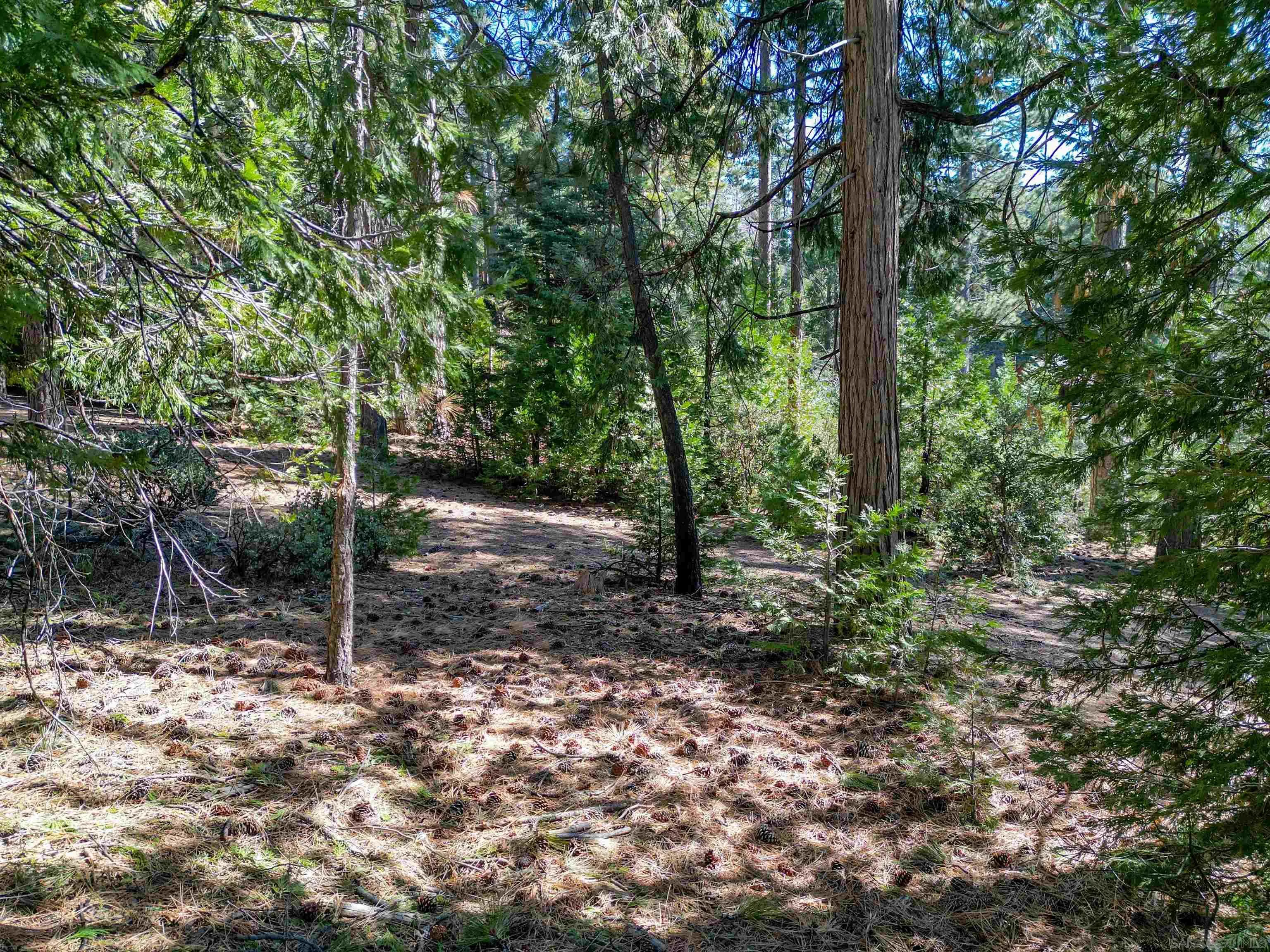 0 Laurel Trail, Unit LOT 7 Idyllwild, CA 92549 - Photo 6 of 13 a view of a forest filled with trees