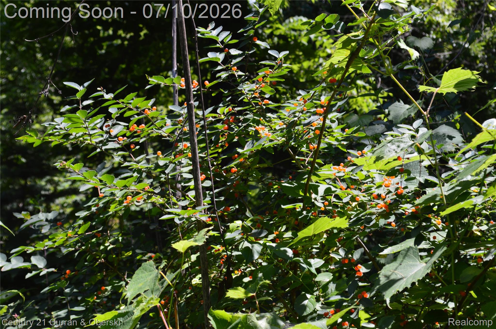 13505 Island Lake Road Chelsea, MI 48118 - Photo 23 of 23 DSC_0932.JPG