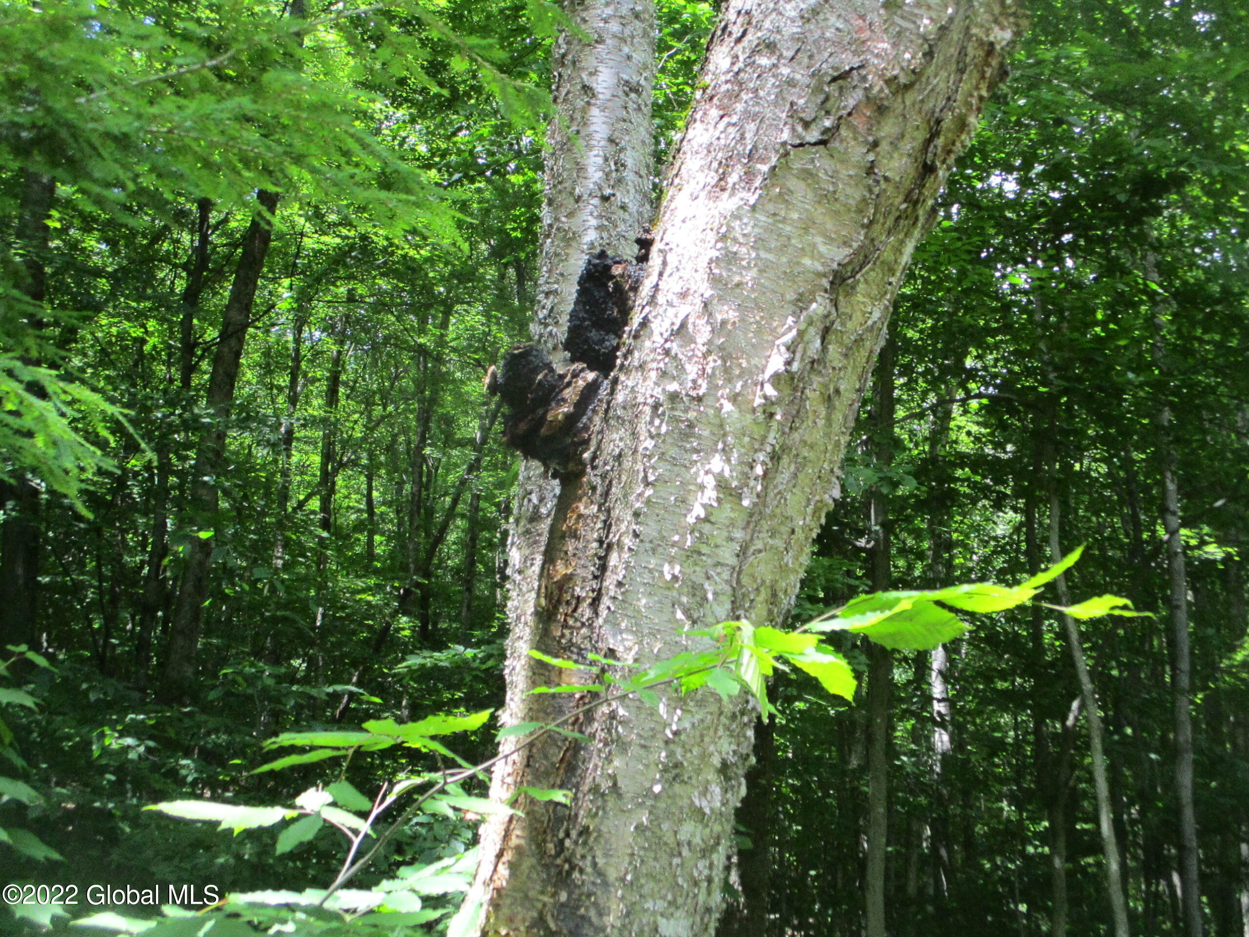 197 Min Allen Road Hadley, NY 12835 - Photo 21 of 73 21 Chaga on Yellow Birch