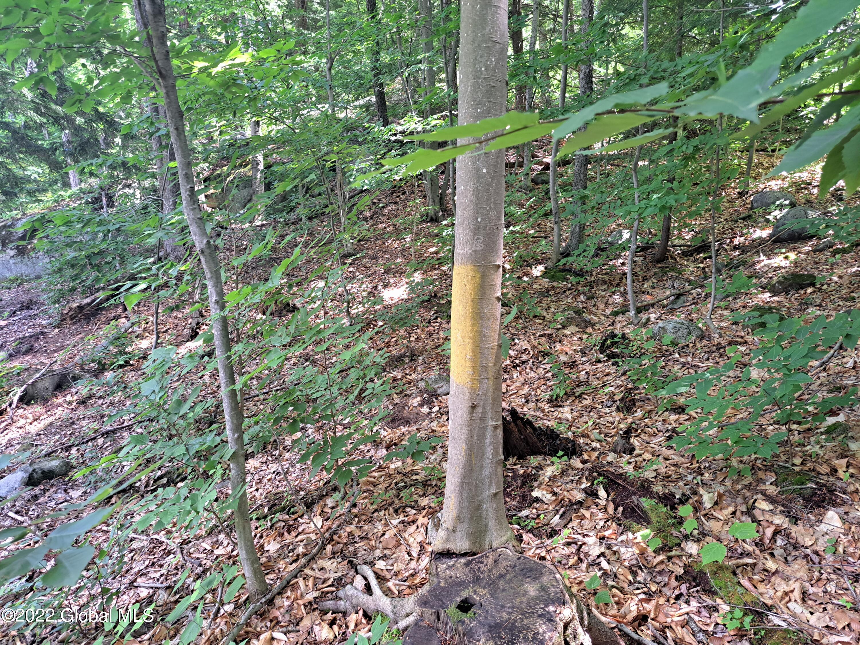 197 Min Allen Road Hadley, NY 12835 - Photo 61 of 73 61 Painted Property Line at Southern Bou