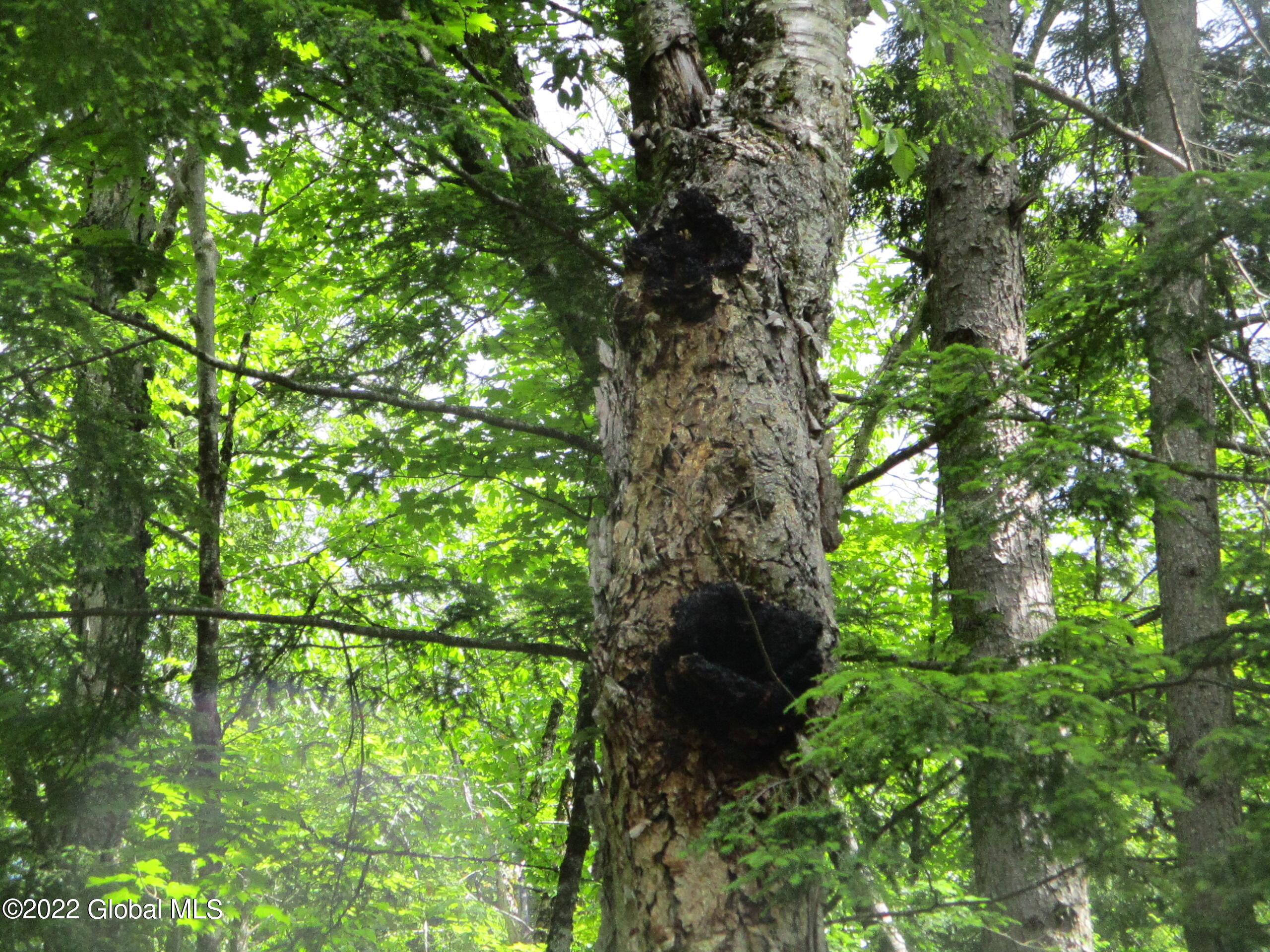 197 Min Allen Road Hadley, NY 12835 - Photo 72 of 73 72 Chaga on Yellow Birch