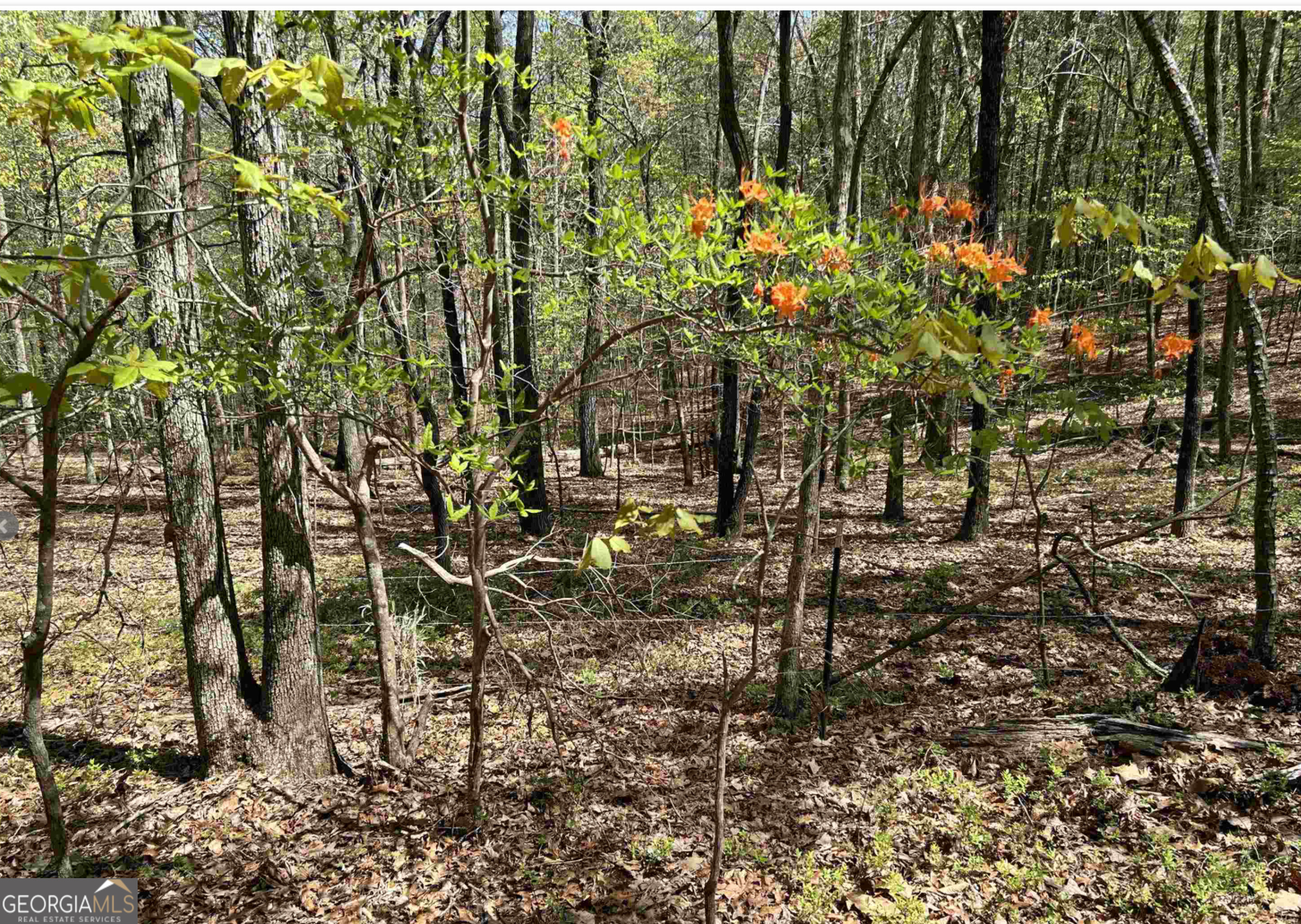 0 Asbury Mill Road, Unit 13 48 ACRES Cleveland, GA 30528 - Photo 1 of 1 Gallery Image 1