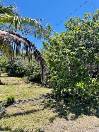 a view of a palm tree next to a yard