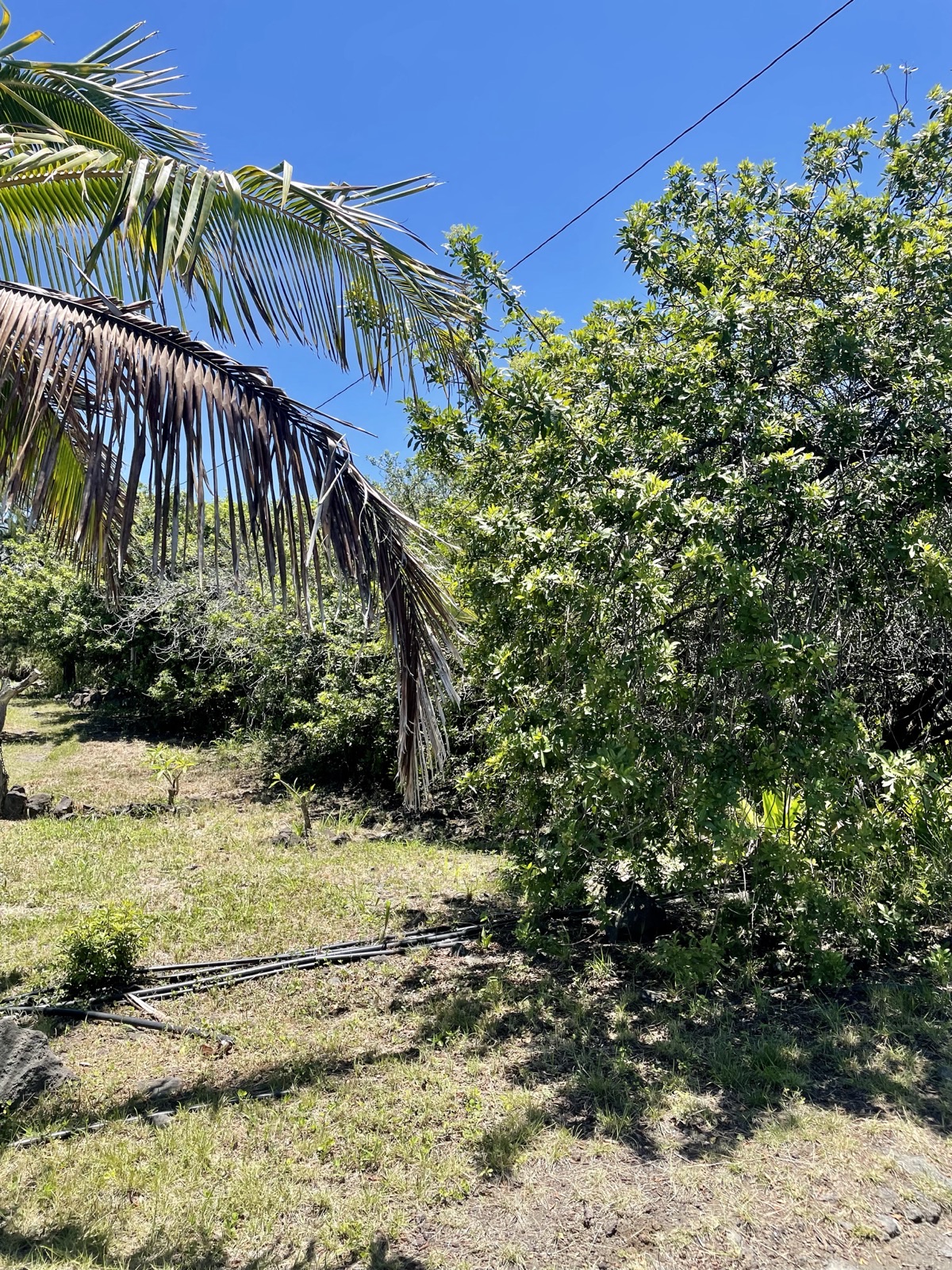 a view of a palm tree next to a yard