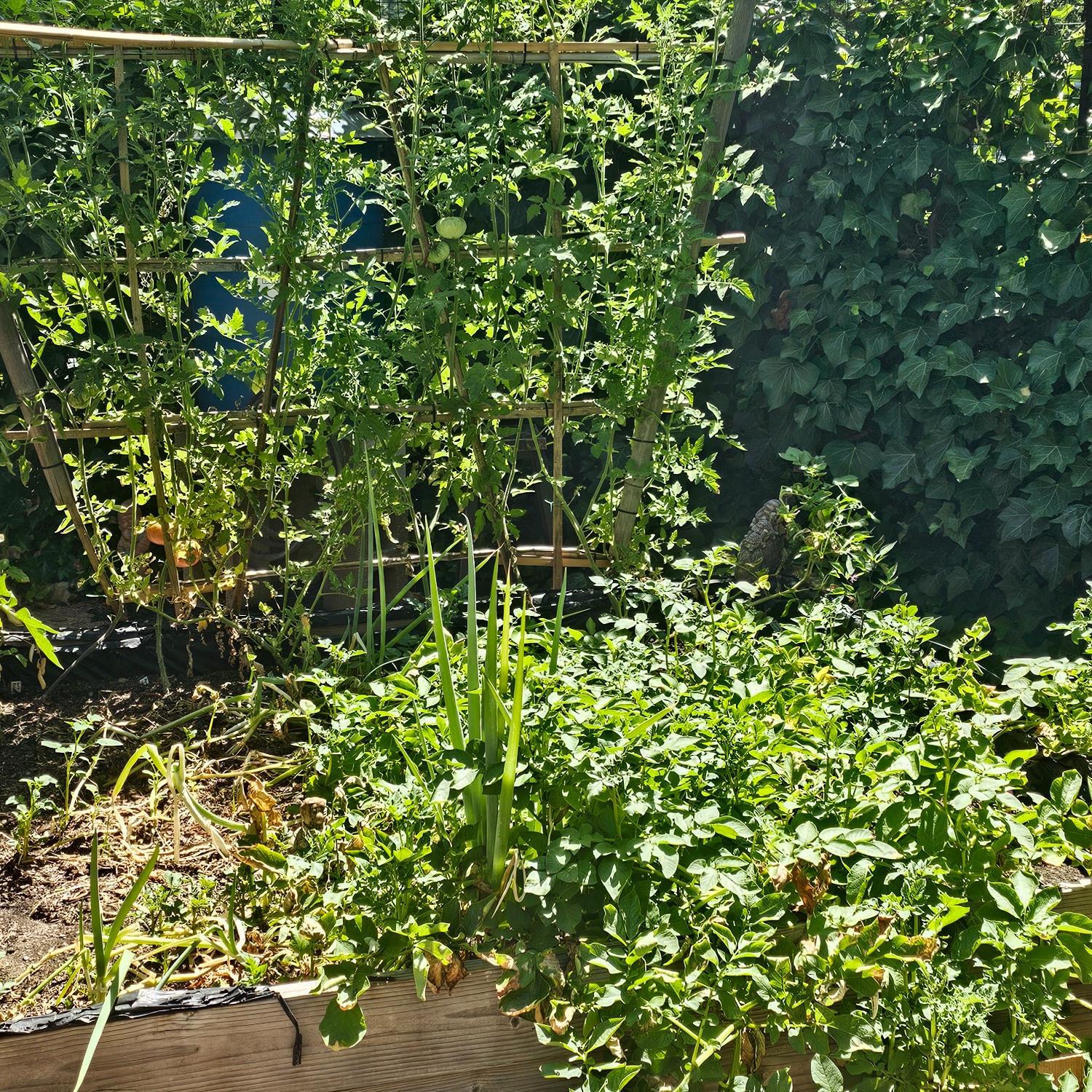 450 Gladycon Road, Unit 32 Colfax, CA 95713 - Photo 17 of 29 a view of a tree with a plant