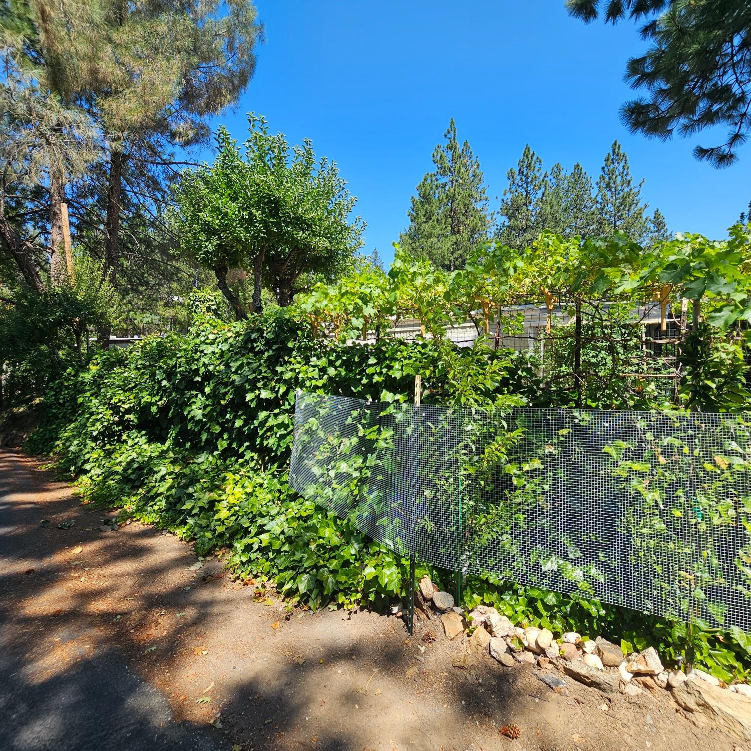 450 Gladycon Road, Unit 32 Colfax, CA 95713 - Photo 21 of 29 a plant view in yard