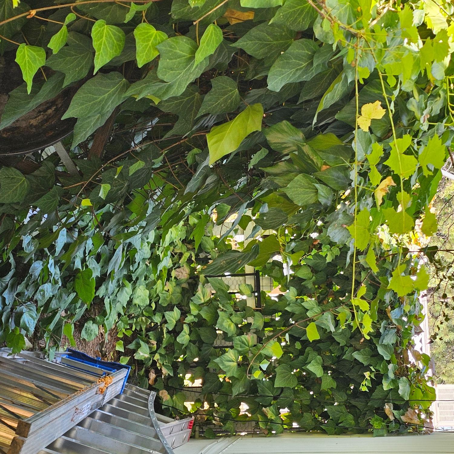 450 Gladycon Road, Unit 32 Colfax, CA 95713 - Photo 23 of 29 a view of a garden