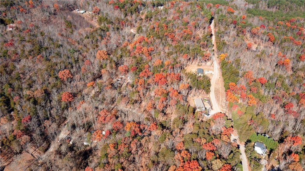 Lot124 Mountain Vw Road Dawsonville, GA 30534 - Photo 12 of 16 a close up view of tree