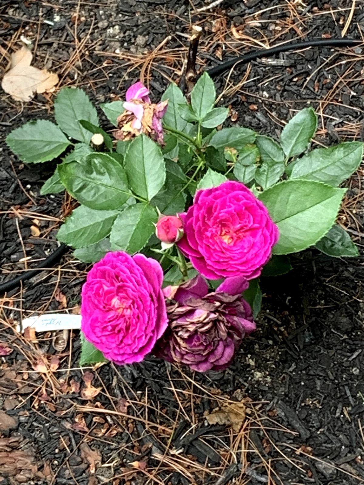 28 Rivers Edge Drive Kennebunk, ME 04043 - Photo 92 of 104 Flowers
