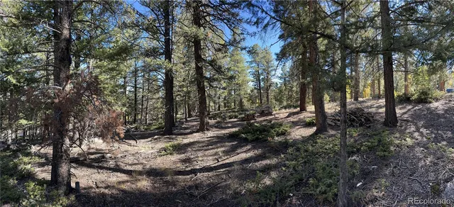 a view of a forest filled with trees