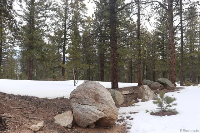 a view of a backyard with a large tree