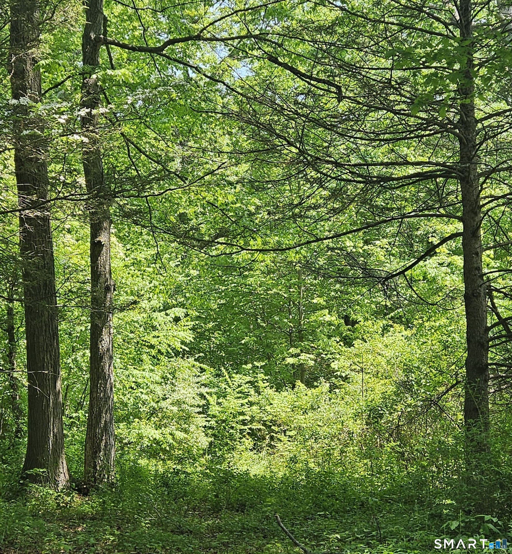 70 Hiram Hill Road Monroe, CT 06468 - Photo 5 of 12 a view of a lush green forest