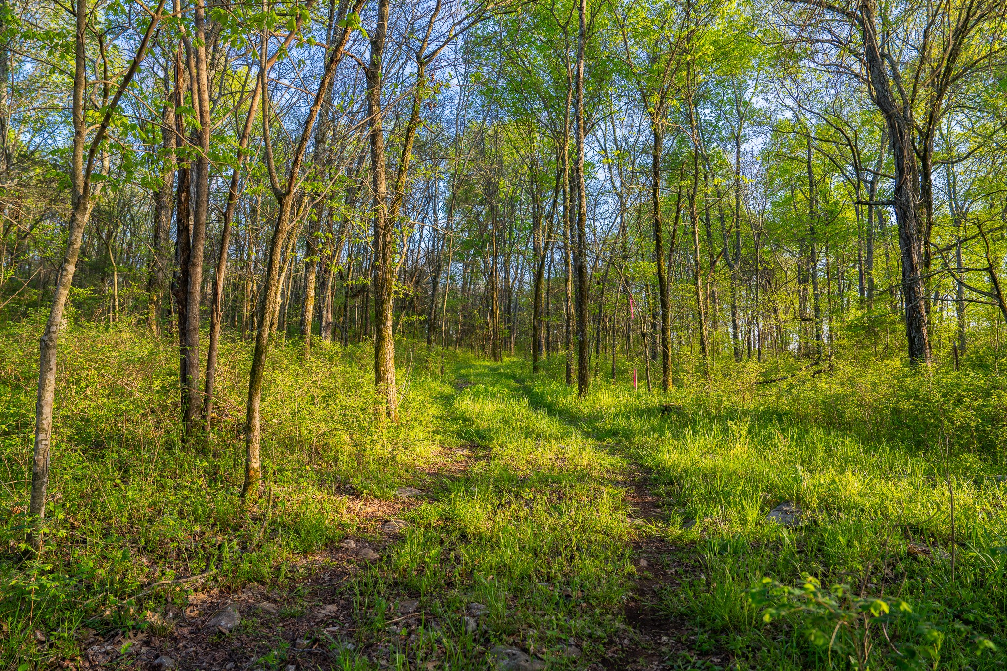 0 Floyd Road Eagleville, TN 37060 - Photo 3 of 11 Gallery Image 3
