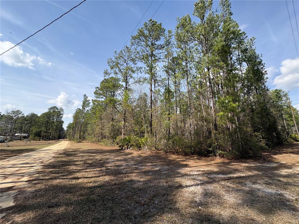 4385 Bondarenko Road Keystone Heights, FL 32656 - Photo 4 of 8 a big yard with lots of green space