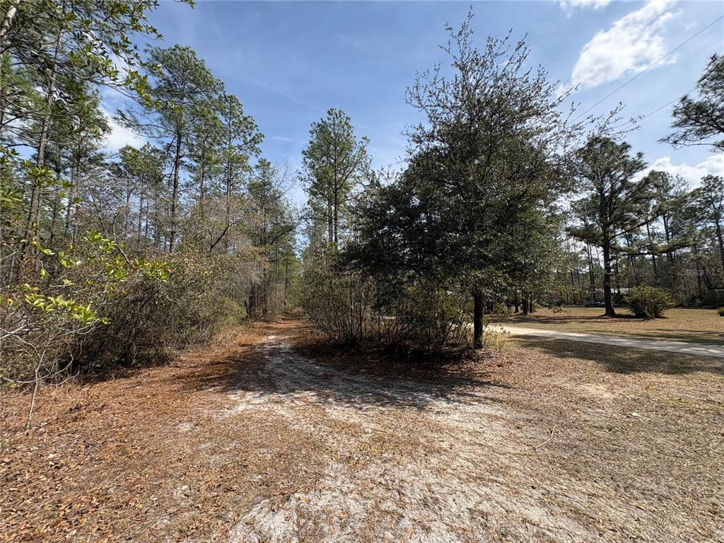 4385 Bondarenko Road Keystone Heights, FL 32656 - Photo 8 of 8 a view of a yard with trees