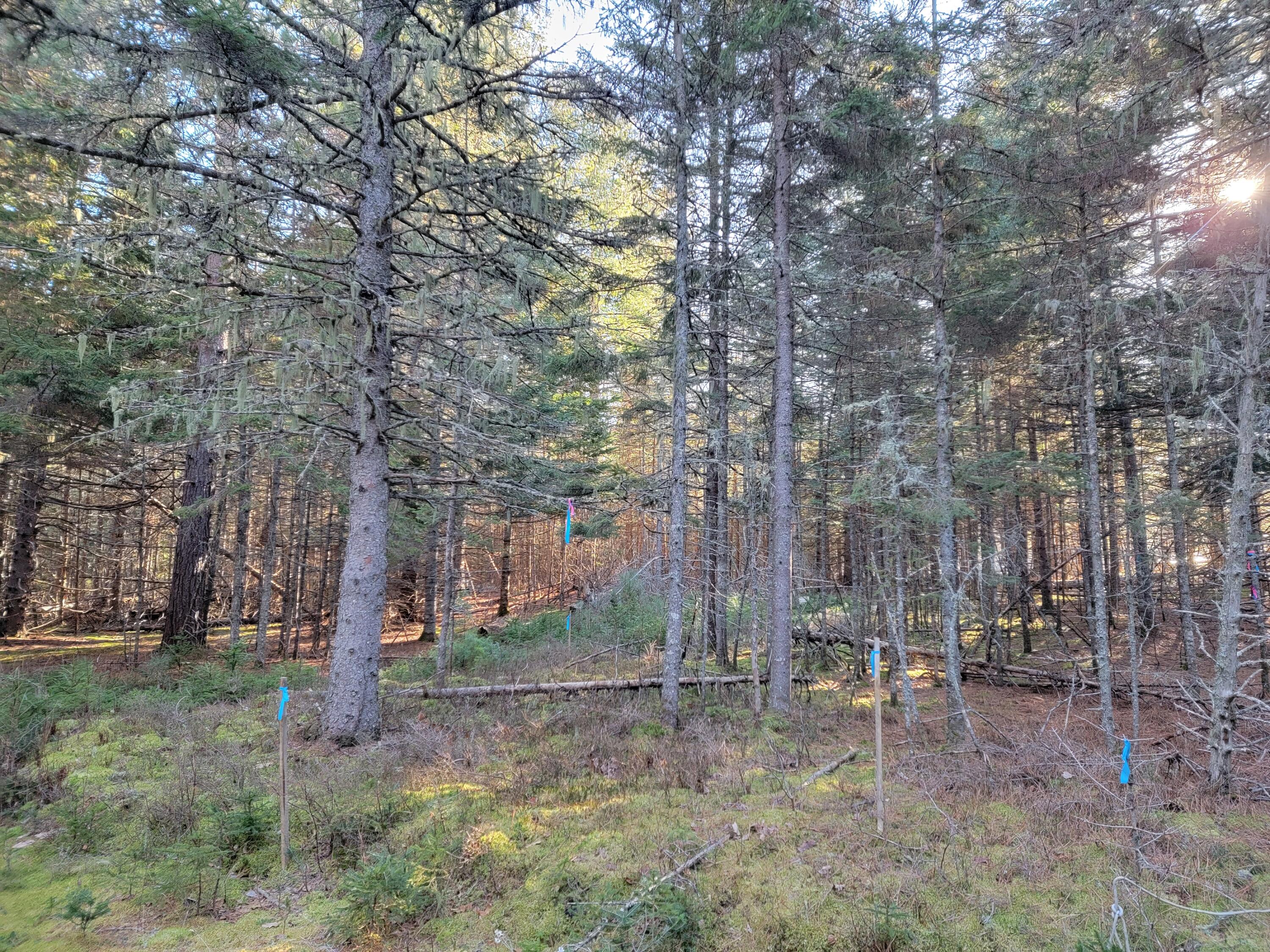 Lot 7 Cartullo Road Stratton, ME 04982 - Photo 2 of 30 5
