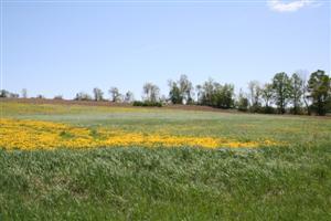 0 Hinds Road Springfield Center, NY 13468 - Photo 1 of 1 Gallery Image 1