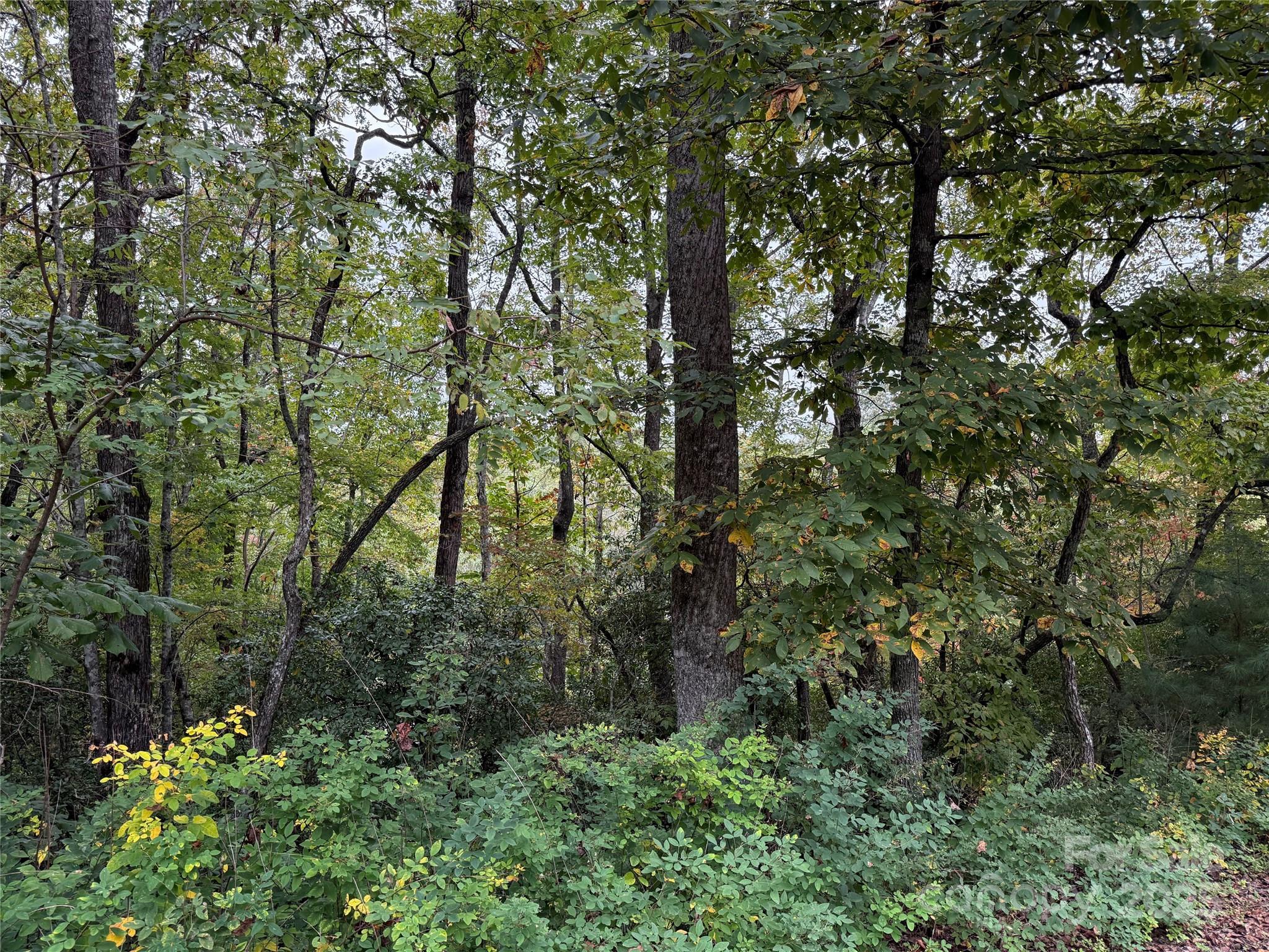 Tdb Tdb Fern Cove Lane, Unit 44 Pisgah Forest, NC 28768 - Photo 11 of 11 a view of a forest with a tree