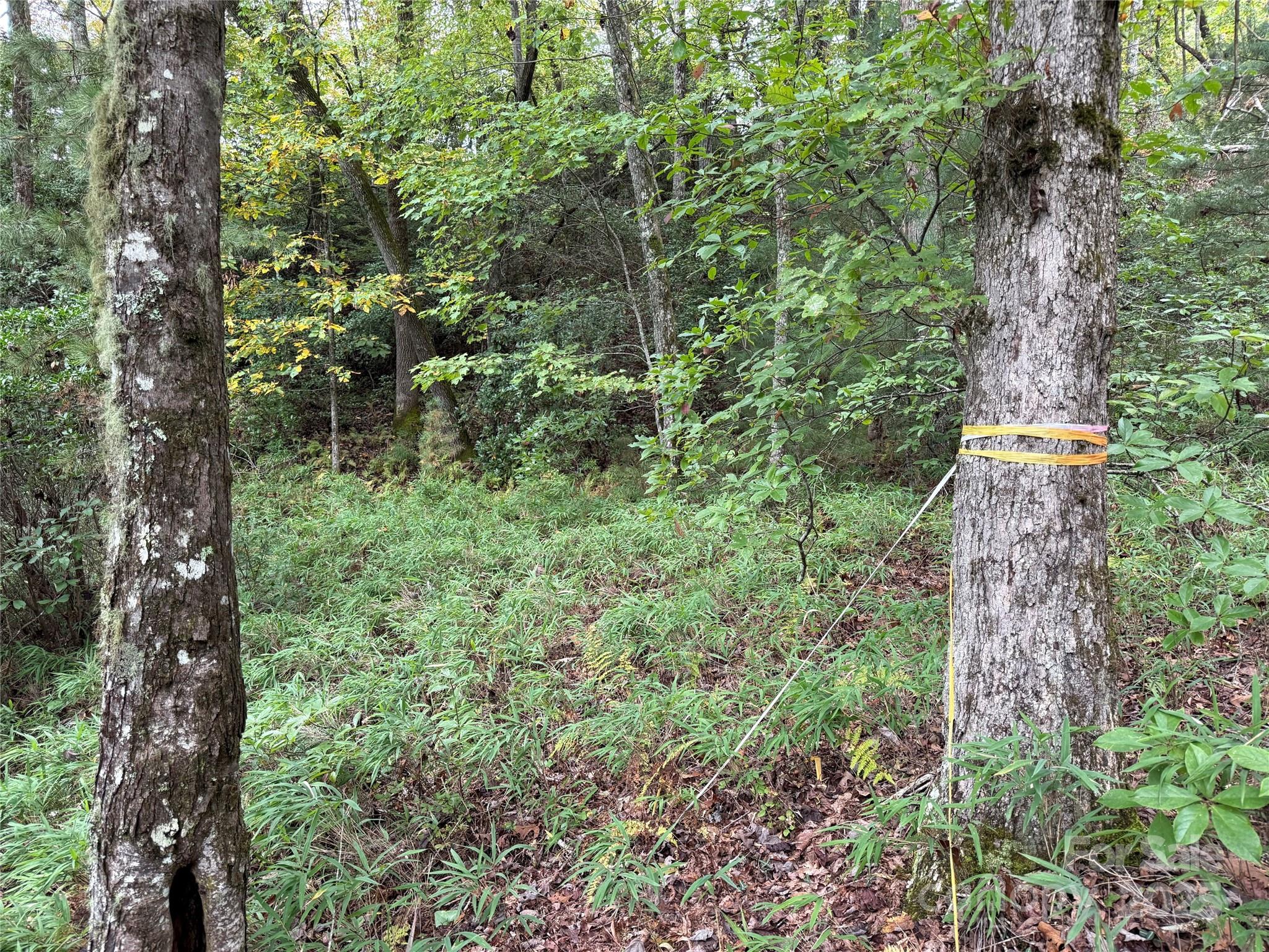Tdb Tdb Fern Cove Lane, Unit 44 Pisgah Forest, NC 28768 - Photo 5 of 11 a backyard of a house with lots of green space and trees