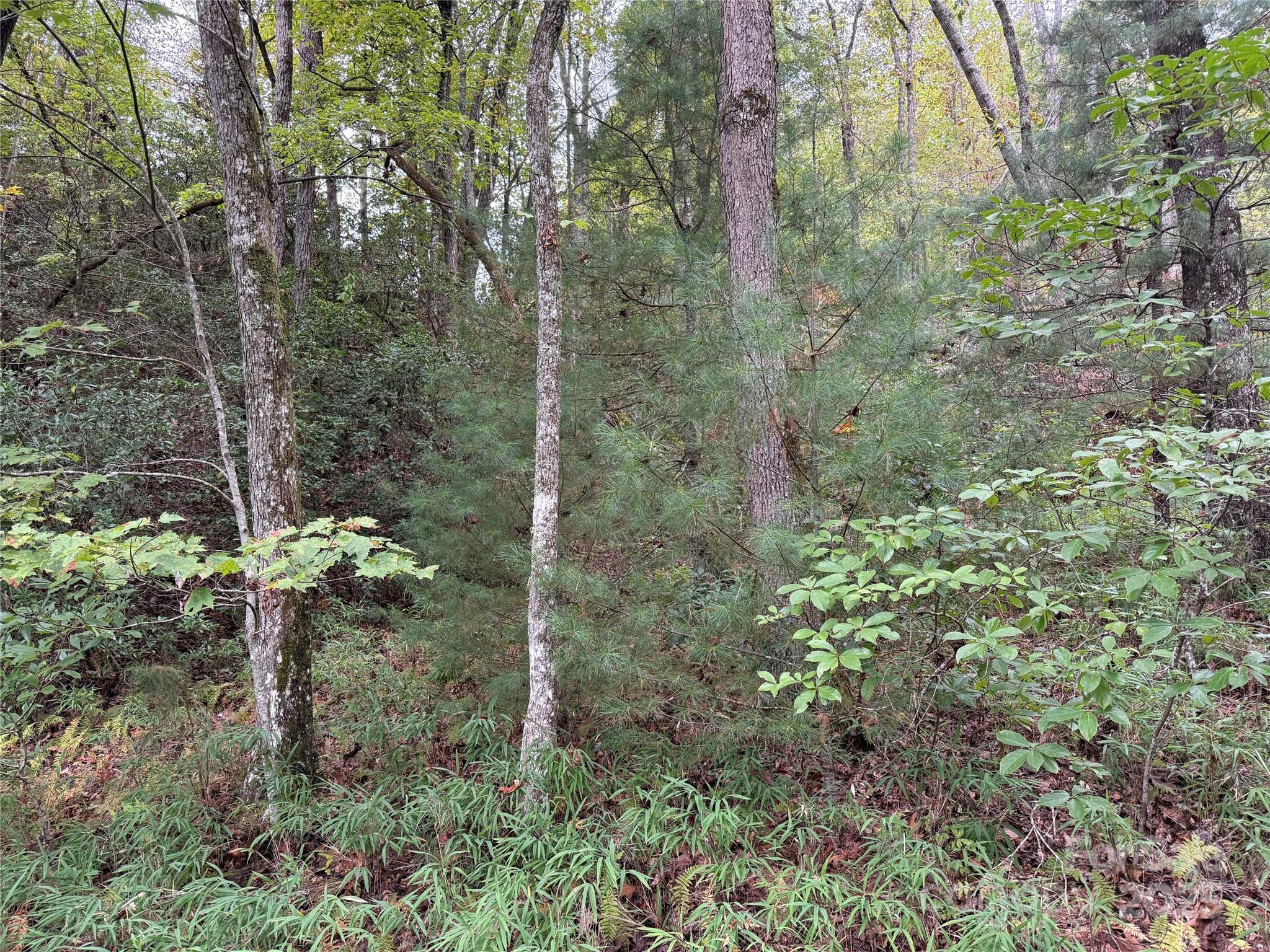 Tdb Tdb Fern Cove Lane, Unit 44 Pisgah Forest, NC 28768 - Photo 7 of 11 a view of a forest with a tree