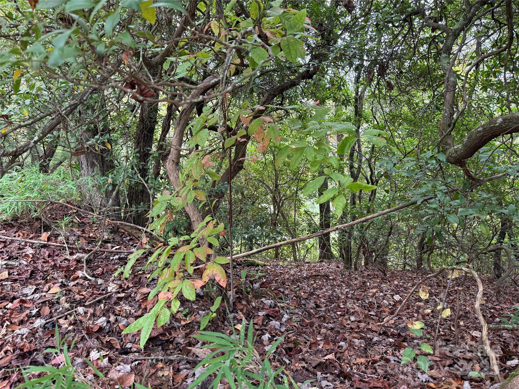Tdb Tdb Fern Cove Lane, Unit 44 Pisgah Forest, NC 28768 - Photo 8 of 11 a backyard of a house with lots of plants and trees