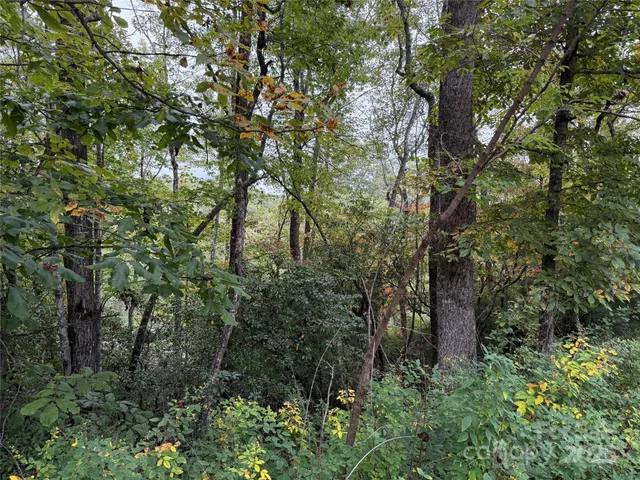 a view of a forest with a tree