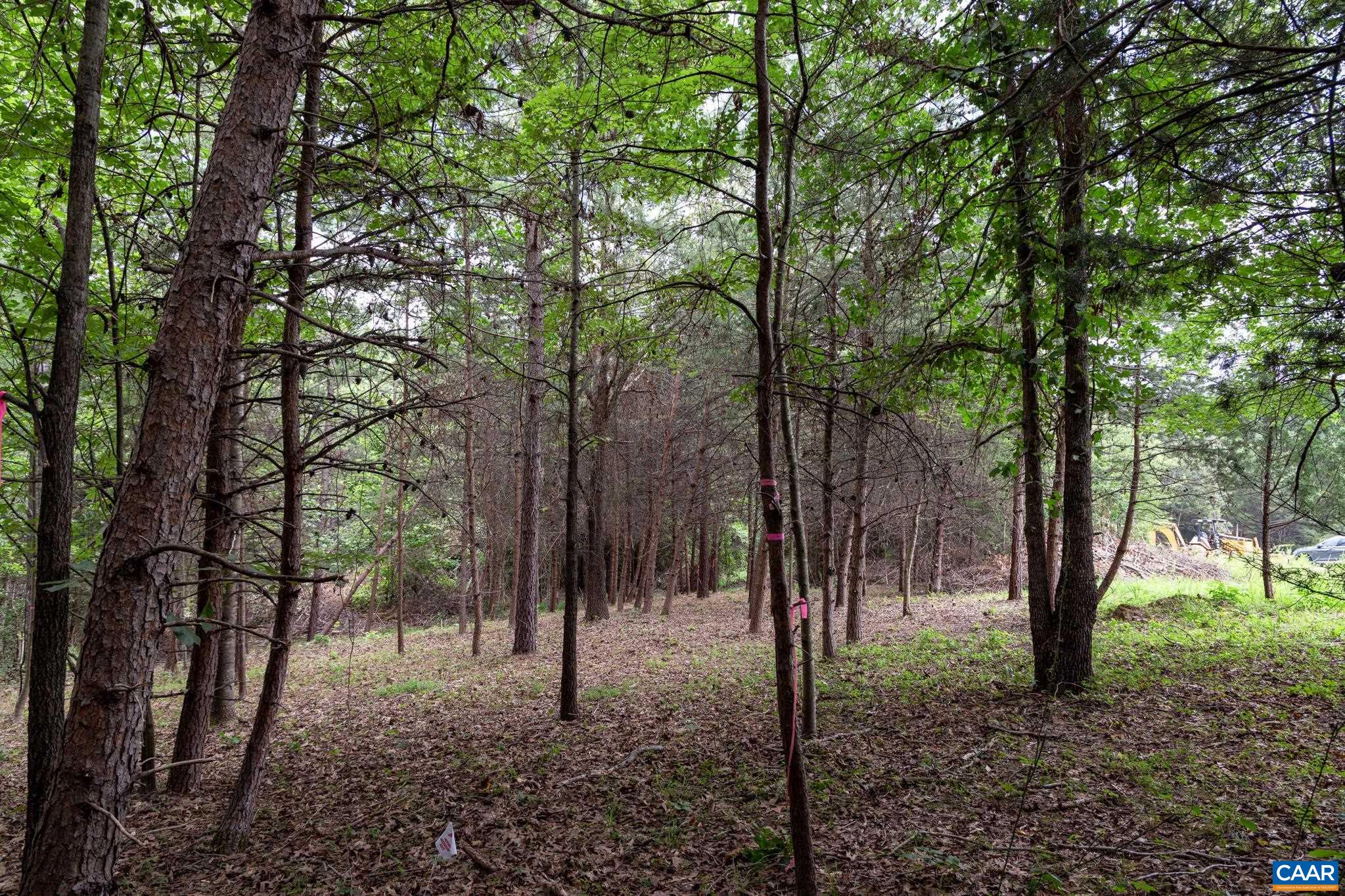 242 Palmer Place Ruckersville, VA 22968 - Photo 60 of 69 a view of a forest filled with trees