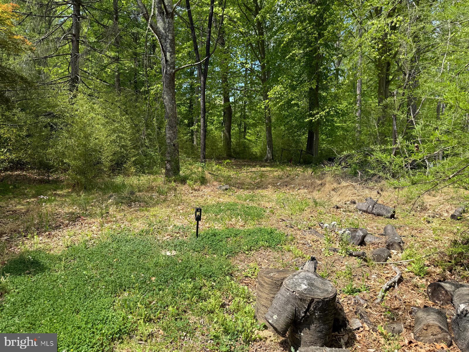 11837 Lester Road Manassas, VA 20112 - Photo 4 of 12 a view of a yard with plants and trees
