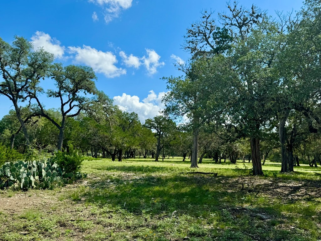 101 Patterson Drive Leakey, TX 78873 - Photo 2 of 18 a view of a park with large trees