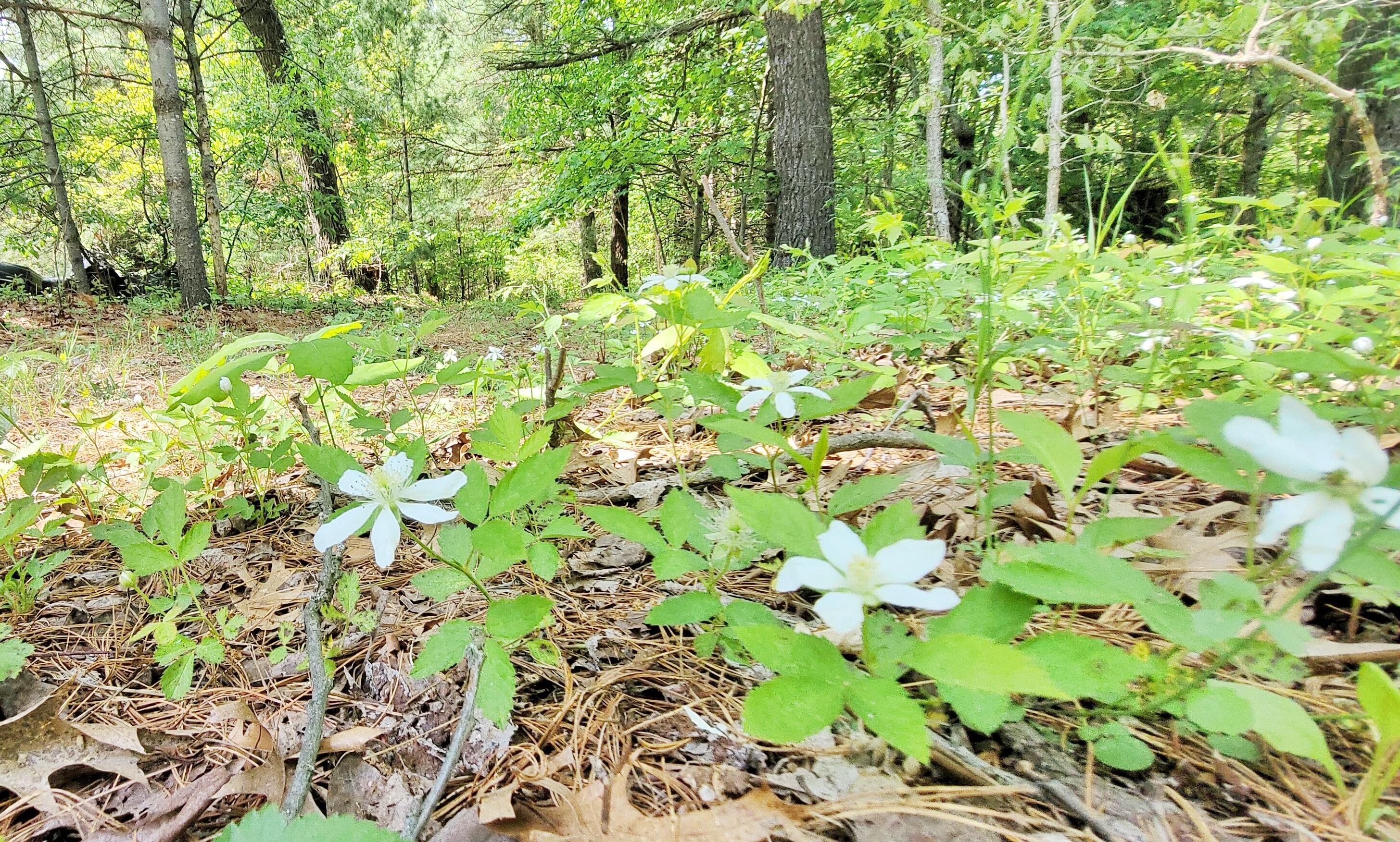 5350 East Crystal Lake Road Holton, MI 49425 - Photo 20 of 32 wildflowers