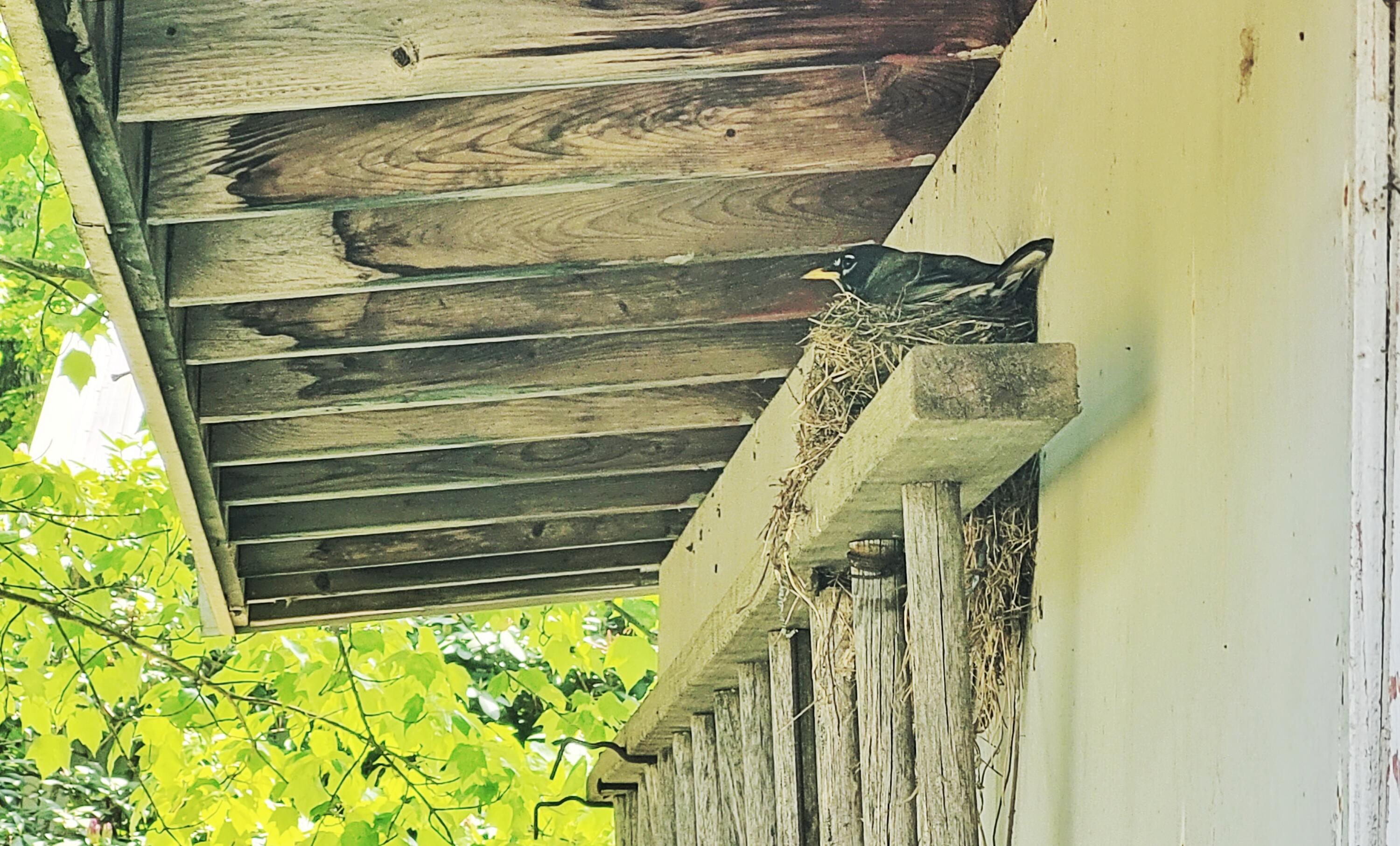 5350 East Crystal Lake Road Holton, MI 49425 - Photo 21 of 32 Robins nest