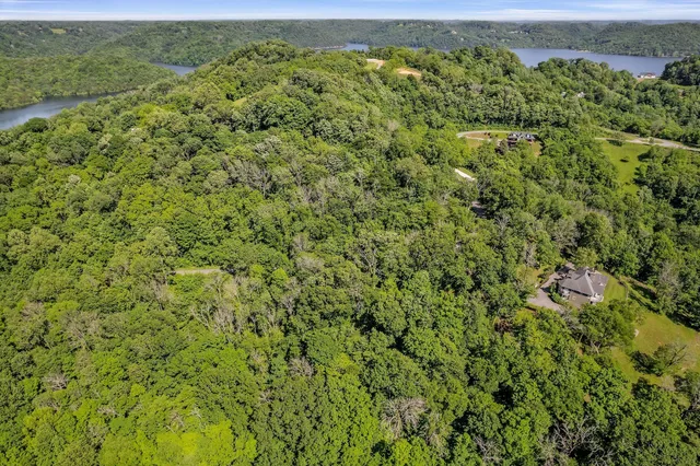 a view of a lush green forest
