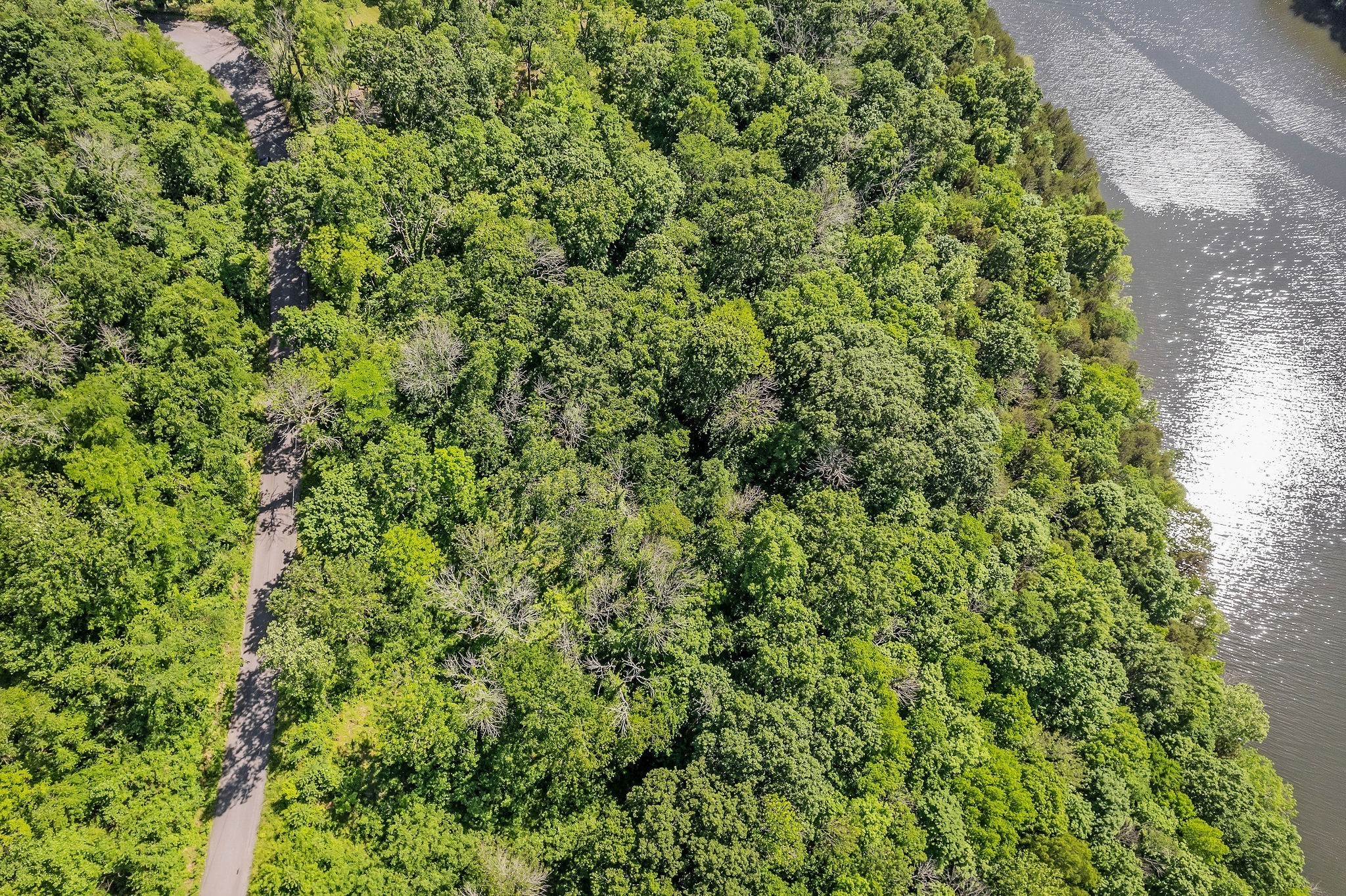 0 Harbor Pointe Drive Silver Point, TN 38582 - Photo 13 of 26 a view of a lush green forest
