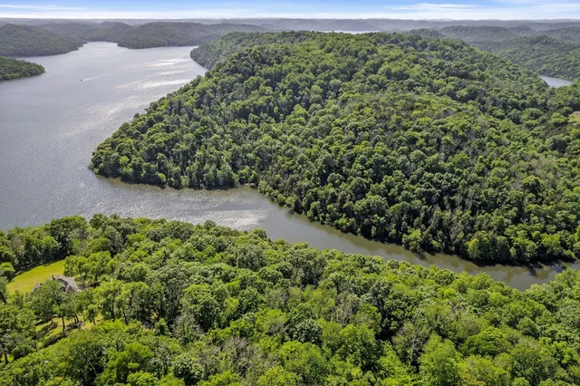 a view of a lush green forest