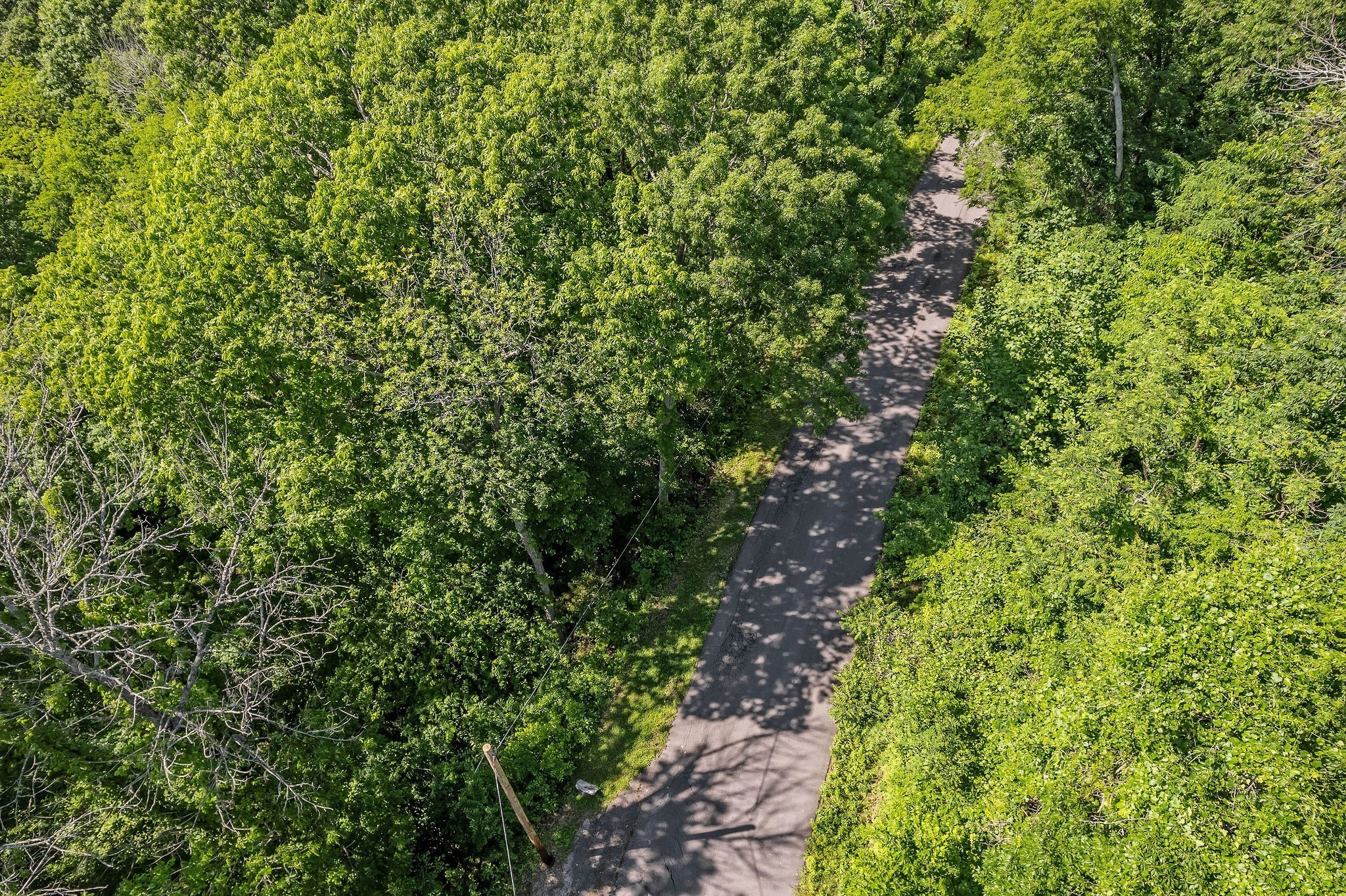 0 Harbor Pointe Drive Silver Point, TN 38582 - Photo 19 of 26 a view of a lush green forest