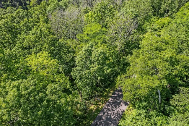 a view of a lush green forest