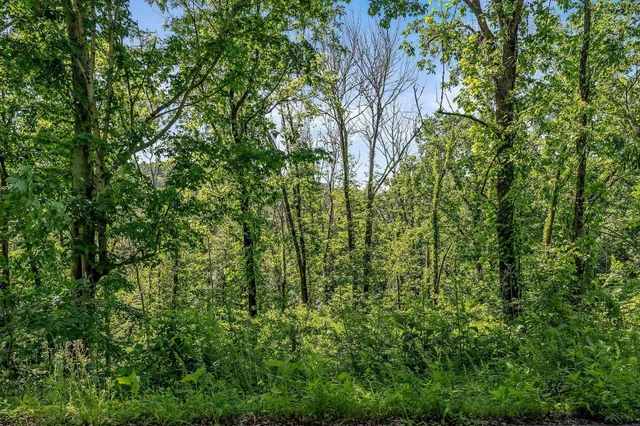 a view of a road with plants and a trees