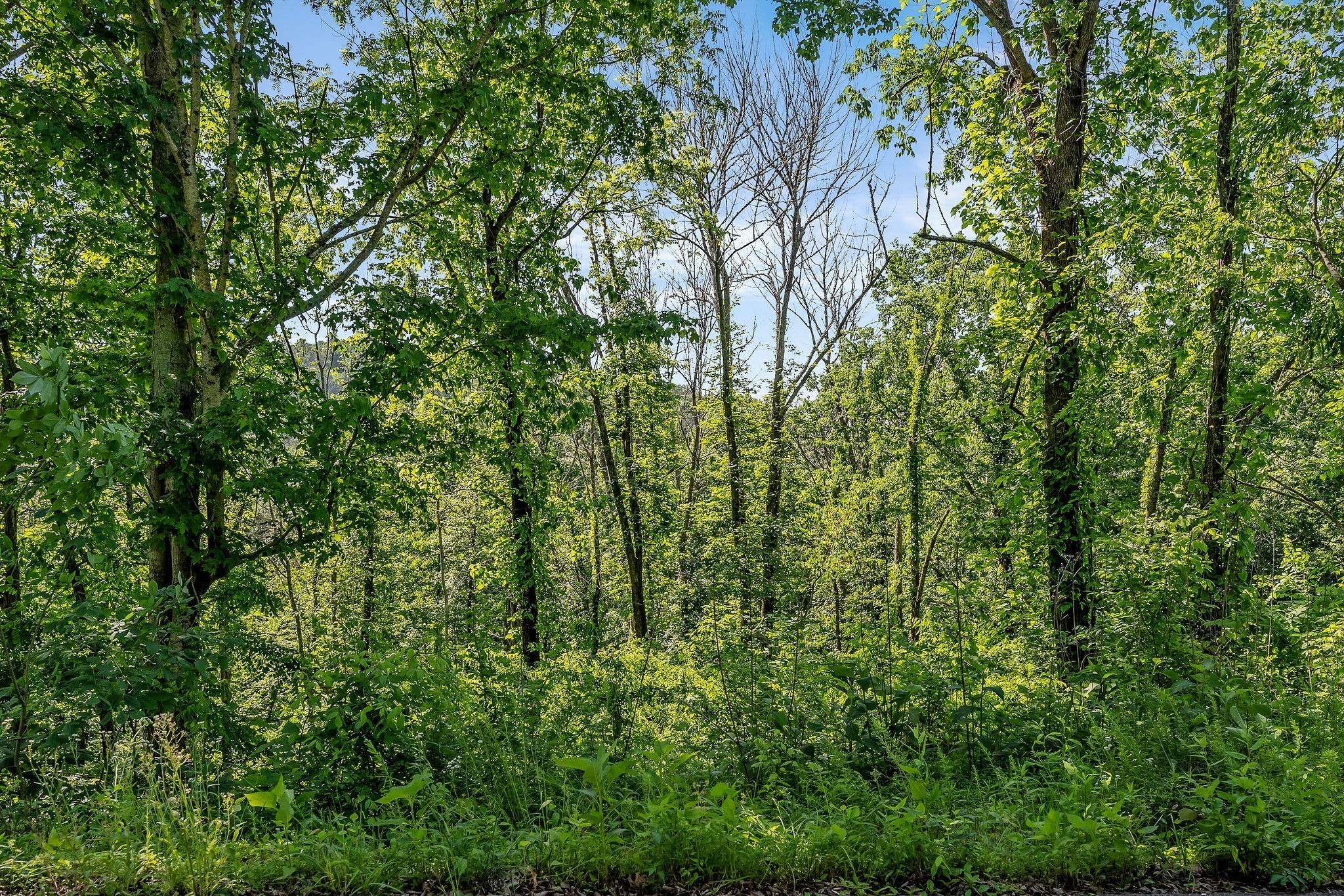 0 Harbor Pointe Drive Silver Point, TN 38582 - Photo 8 of 26 a view of a lush green forest
