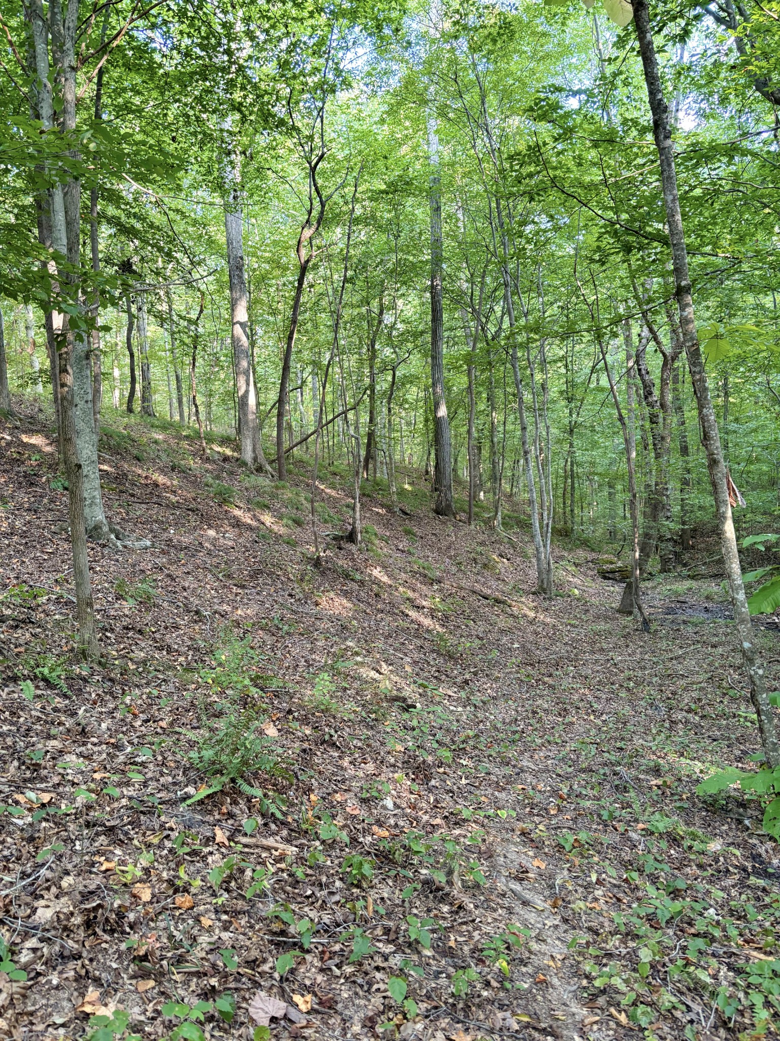 184 Garcia Road Linden, TN 37096 - Photo 15 of 27 Gallery Image 15