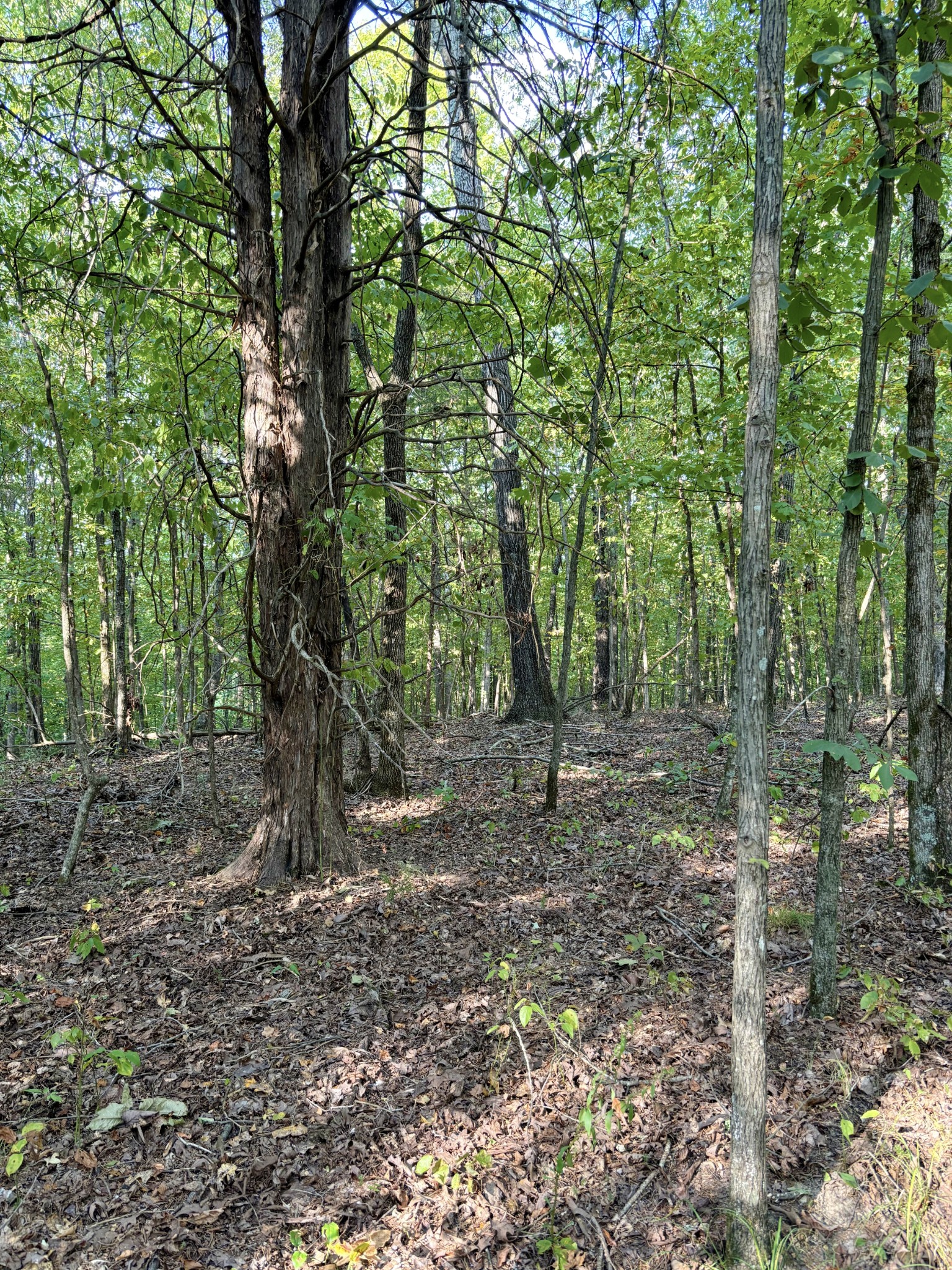 184 Garcia Road Linden, TN 37096 - Photo 18 of 27 Gallery Image 18