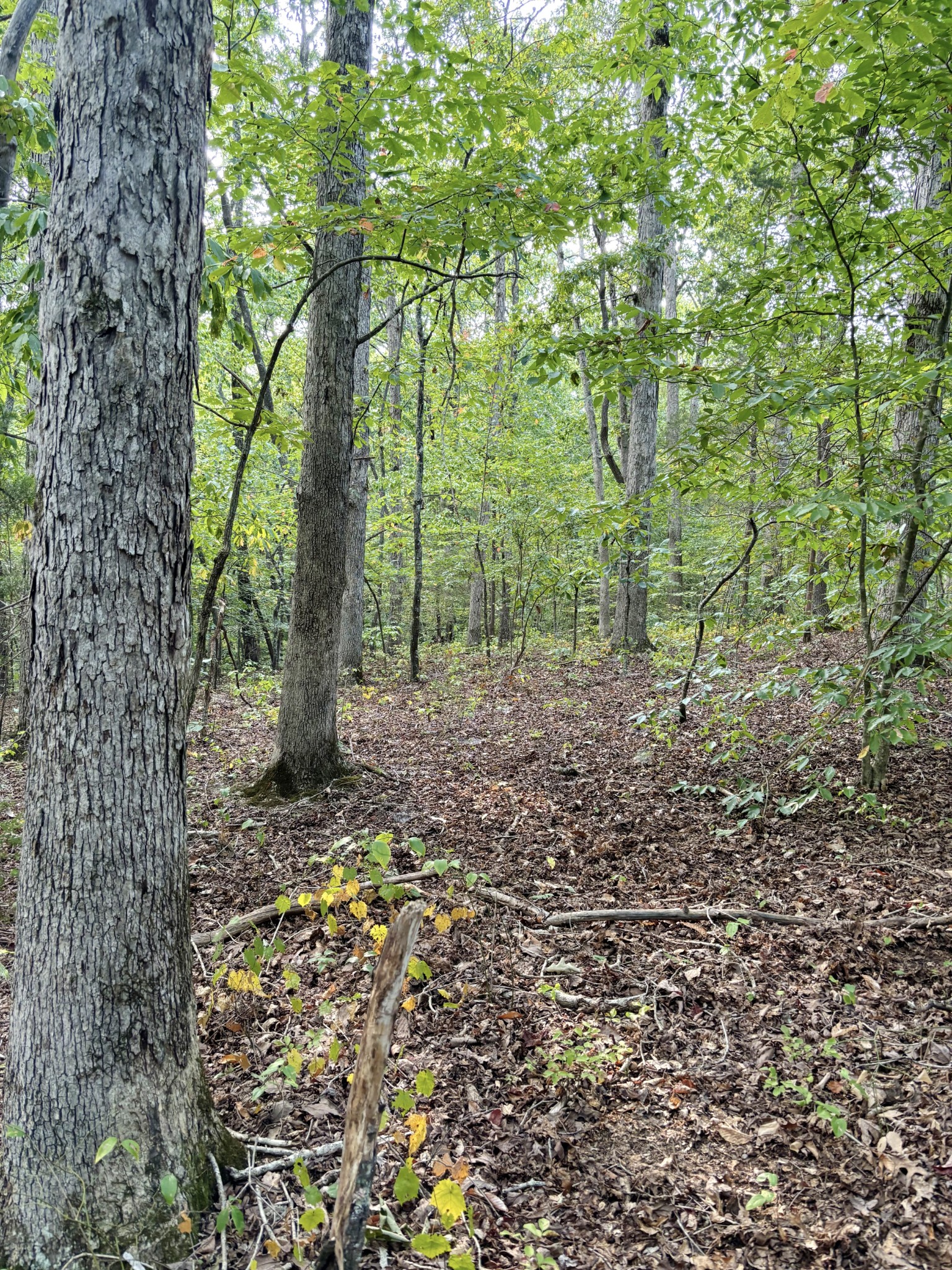 184 Garcia Road Linden, TN 37096 - Photo 23 of 27 Gallery Image 23